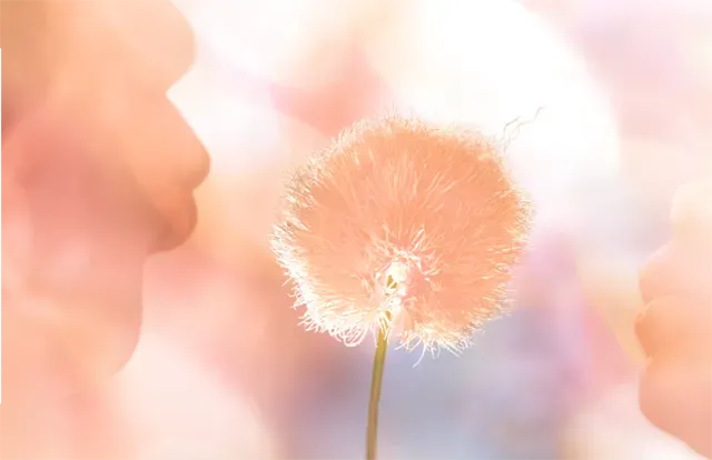 Бархатный персиковый. Pantone объявил нежный цвет 2024 года