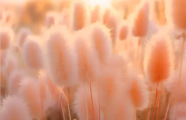 Бархатный персиковый. Pantone объявил нежный цвет 2024 года